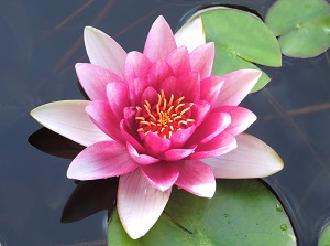 [Lotus Flower]